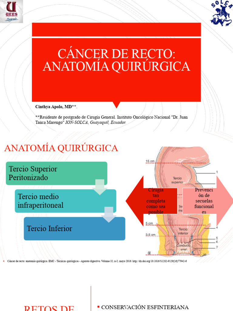 Anatomía Quirúrgica del Recto | PDF | Recto | Anatomía humana