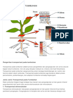 Transportasi Pada Tumbuhan