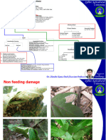 Insect Damage Types