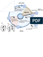 WS - Cell Cycle, Mitosis, MEIOSIS