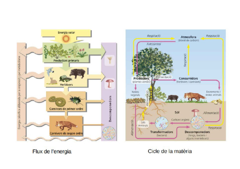 Cicles | PDF