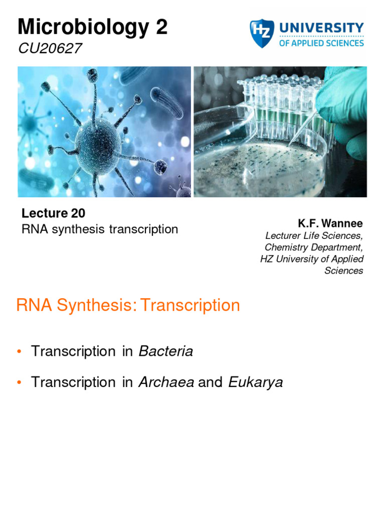 RNA Synthesis and Transcription Overview | PDF | Rna | Directionality ...