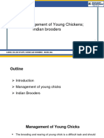 Management of Young Chickens