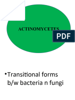 Actinomycetes