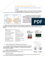 TEMA 14 PatriciaTransferencia de Genes A Celulas Animales