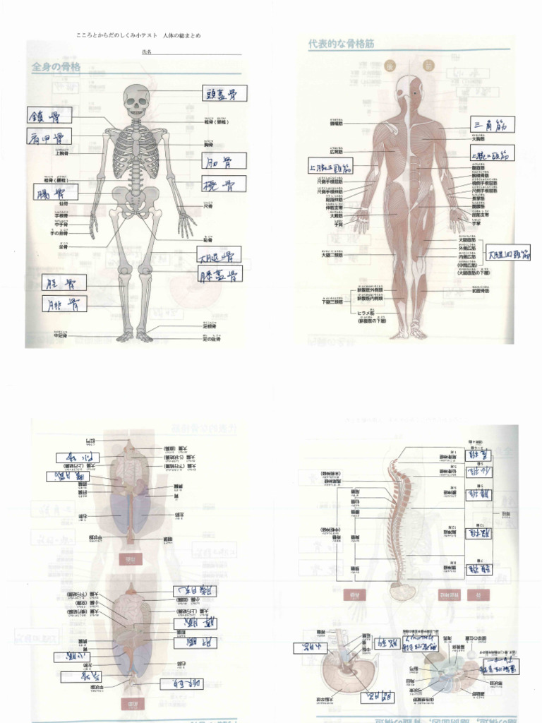 人体各部 の 名称 – 人体各部位図 – 人体の主な骨の名称｜高津整体院 – ZMTDU