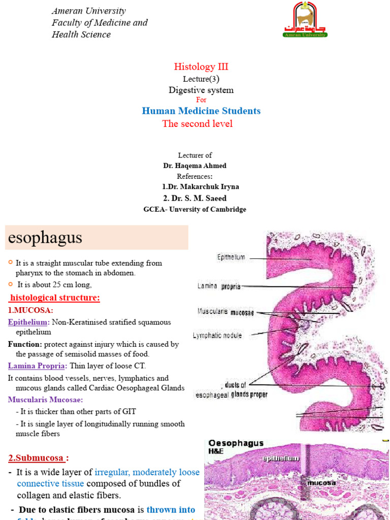 Histology of Esophagus and Stomach | PDF | Stomach | Esophagus
