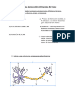 Neuronas. Conducción Del Impulso