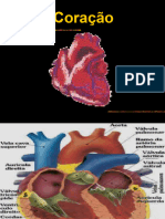 Sistema Circulatório (Coração)