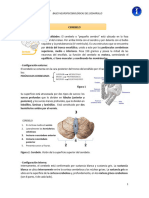 Cerebelo-F Reticular