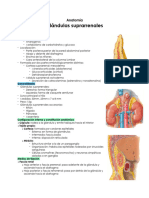 Glándulas Suprarrenales