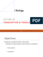 BIO211 L10 TRANSCRIPTION and TRANSLATION