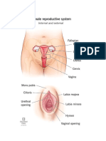 Female & Male Reproductive System