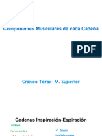 Componentes Musculares