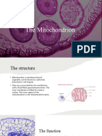 Mitochondrion Presentation