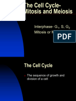 AP Cell Cycle Mitosis and Meiosis