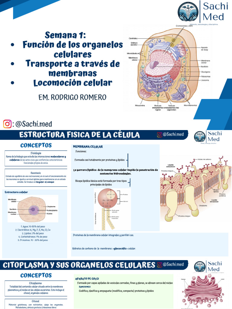 Funciones y Estructura Celular Básica | PDF | Citoplasma | Biología ...