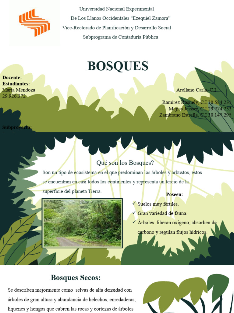 Características y Beneficios de Bosques | PDF | Arboles | Ecología
