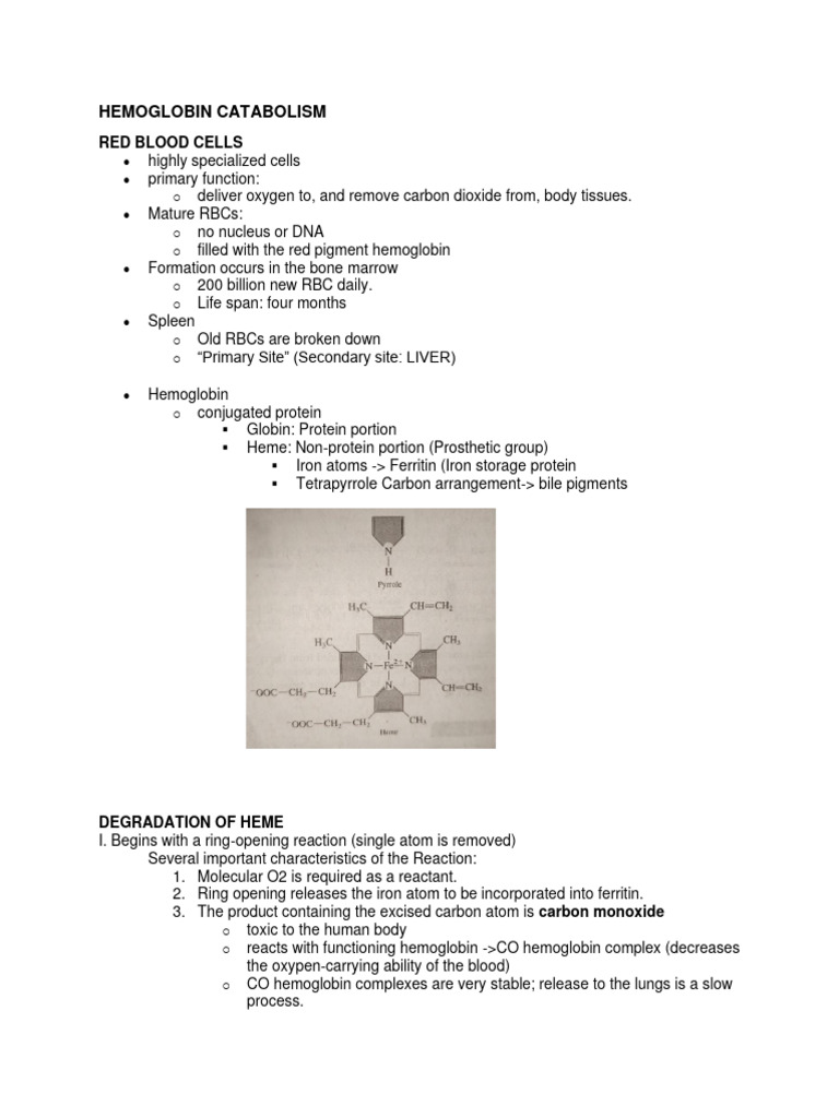 Hemoglobin Catabolism | PDF | Hemoglobin | Red Blood Cell