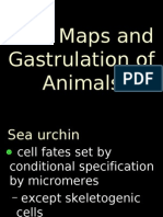 09 Gastrulation 1