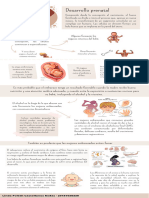 Desarollo Prenatal