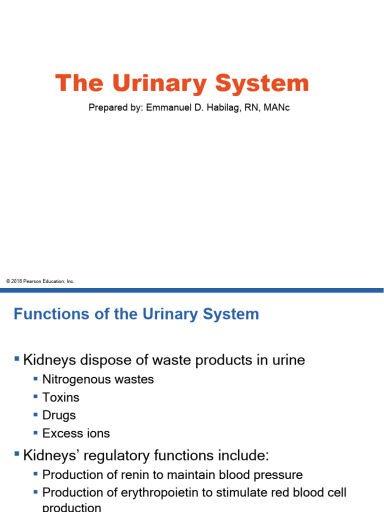 Overview of the Urinary System Functions | PDF | Kidney | Organ (Anatomy)