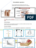 Apuntes de Anatomia Segundo Parcial