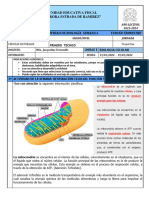 Actividad Biologia Respiracion Celular 1ero Bgu s6 3er Trimestre 2023