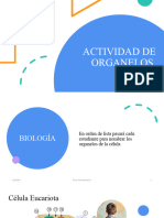 Actividad de Organelos