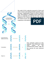 DNA Replication 2