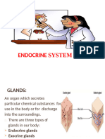 Endocrine System Provided