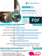Repaso Final Morfoanatomia B&G 2023-2 Fernando Caceres