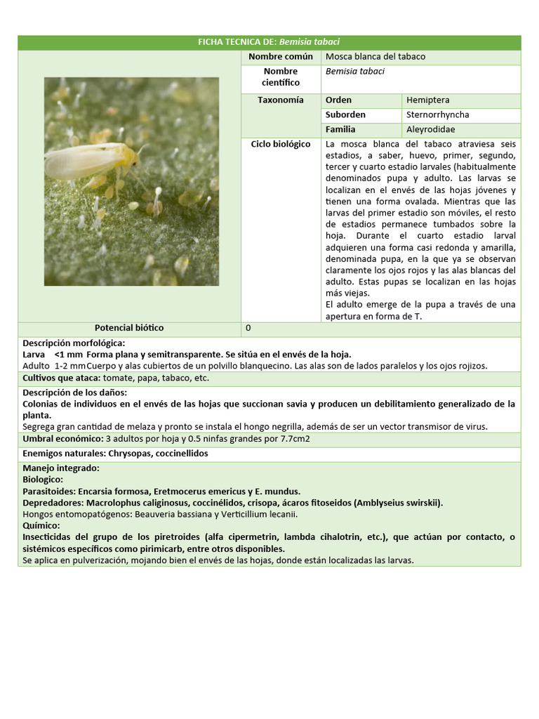 Ficha Técnica de Bemisia tabaci | PDF | Crisálida | Hexapoda