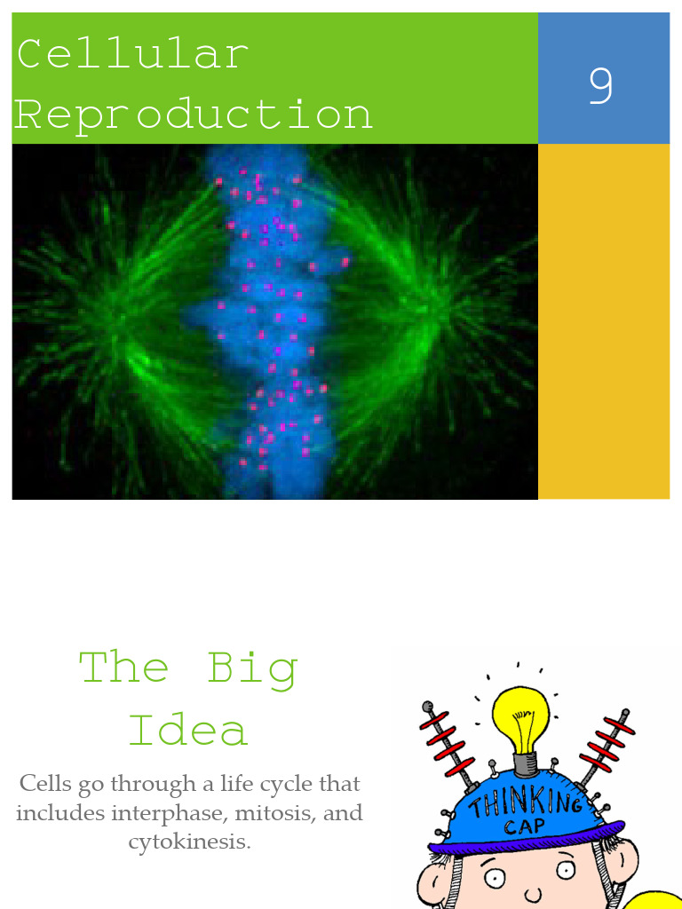Cellular Reproduction and the Cell Cycle | PDF | Mitosis | Cell (Biology)