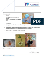 Atividade Experimental Germinação