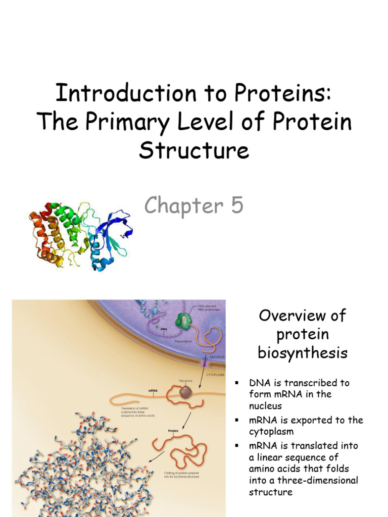 Chapter 5 Introduction To Proteins Pdf Amino Acid Genetic Code