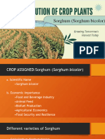 CROP EVOLUTION Sorghum FINAL