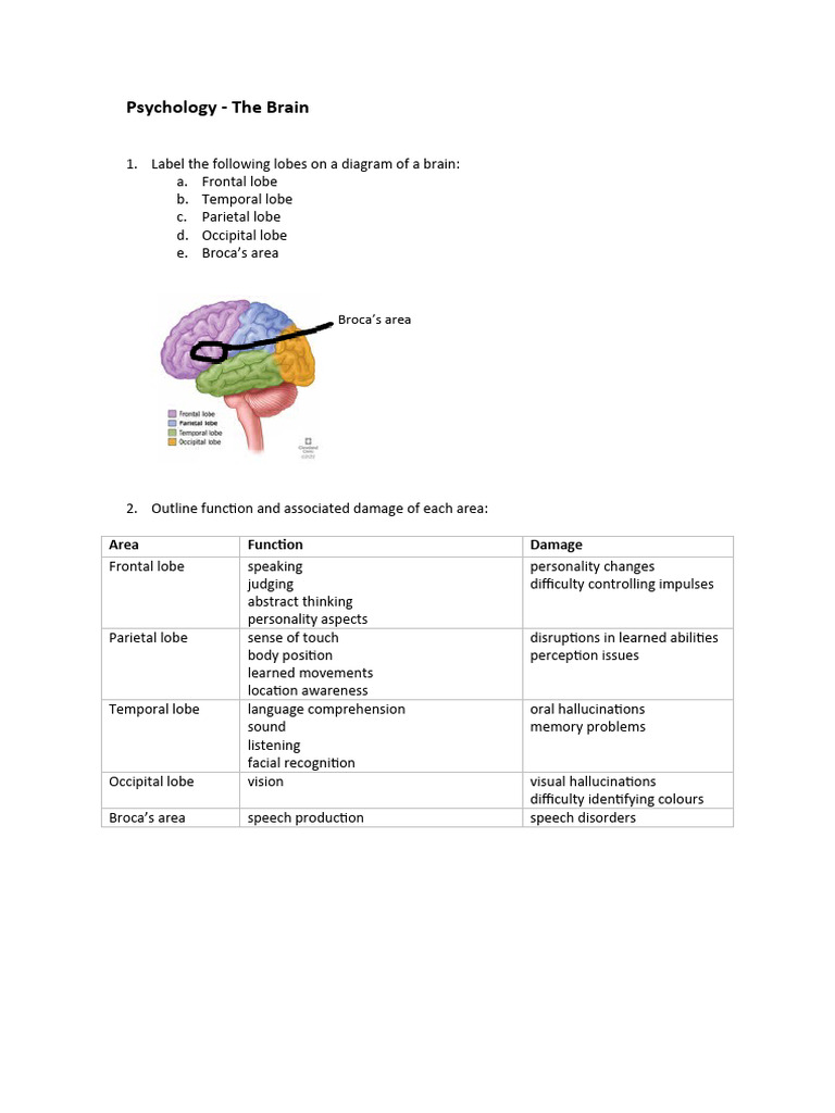 The Brain | PDF