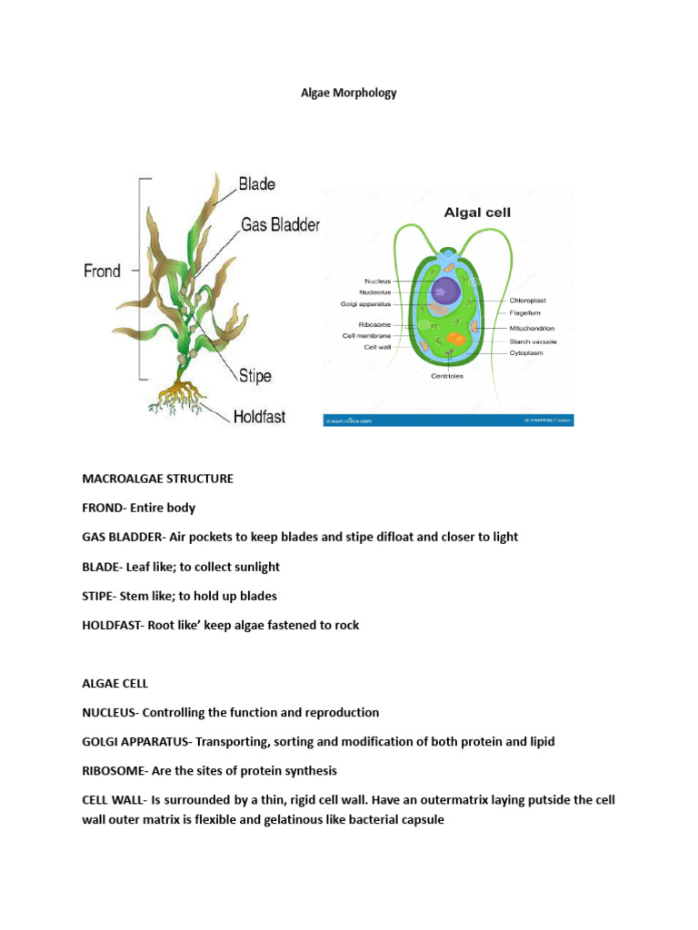 MICROBIAL MORPHOLOGY.docx PDF Bacteria Archaea