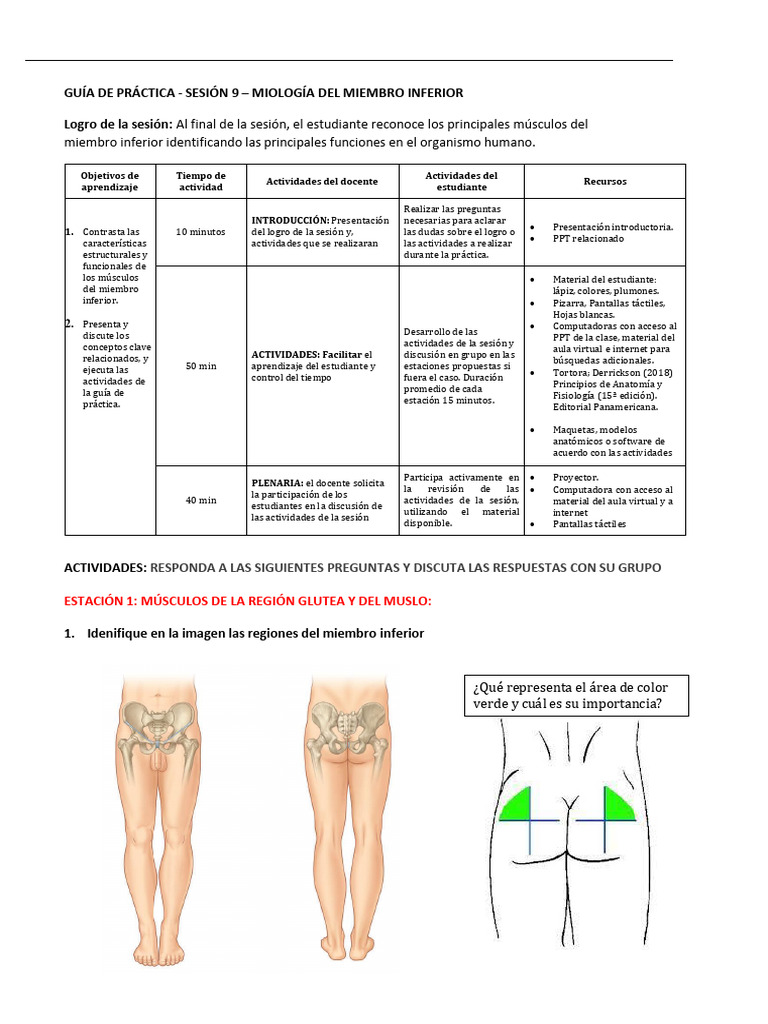 Miología del Miembro Inferior: Guía Práctica | PDF | Salón de clases