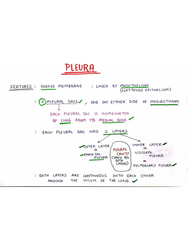 Pleura Anatomy 1 Pdf