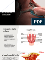 El Sistema Muscular 21