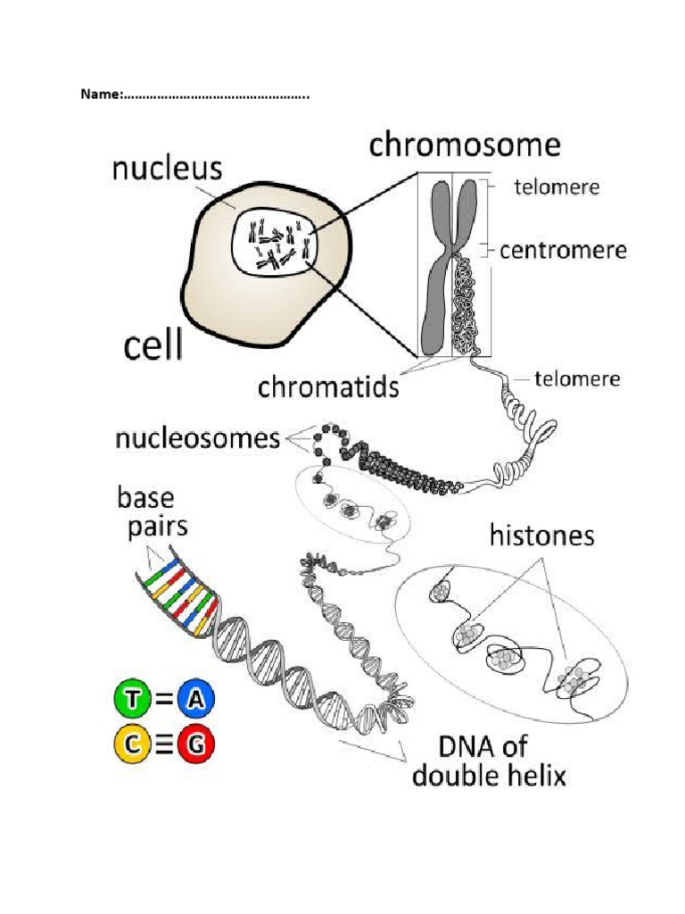Structure of DNA and A Chromosome | PDF