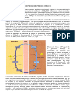 Glucolisis en Condiciones Limitantes de Oxígeno