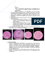 Pc3 Resumen Histologia 2