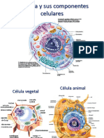 3 - Célula y Membrana Celular