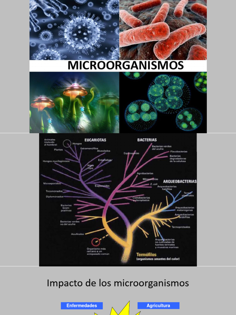 Diversidad y rol de microorganismos | PDF | Hongo | Virus