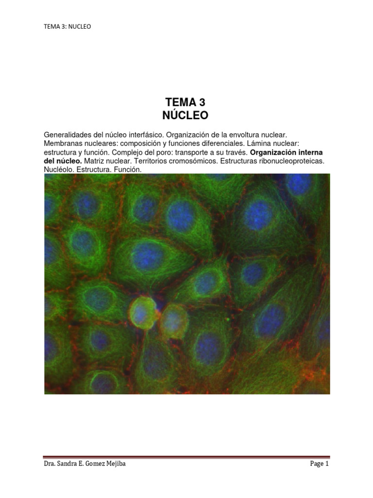 Nucleo Teoria Pdf Nucleo Celular Cromatina