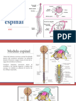 Médula Espinal Tema 6