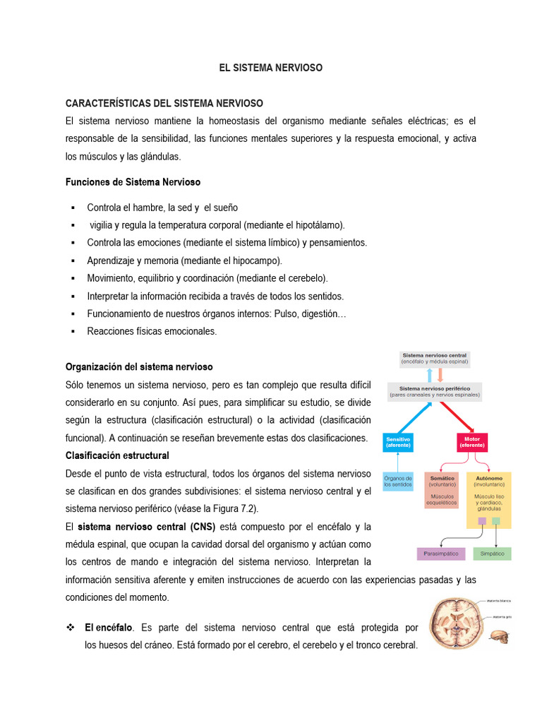 Funciones y Estructura del Sistema Nervioso | PDF | Axon | Neurona